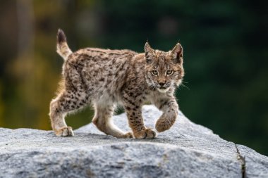 Ağaç gövdesi ile yeşil orman Lynx. Doğadan yaban hayatı sahne. Bayağı vaşak, hayvan davranış habitat içinde oynamaya. Almanya'dan vahşi kedi. Ağaçların arasında vahşi Bobcat