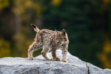 Ağaç gövdesi ile yeşil orman Lynx. Doğadan yaban hayatı sahne. Bayağı vaşak, hayvan davranış habitat içinde oynamaya. Almanya'dan vahşi kedi. Ağaçların arasında vahşi Bobcat