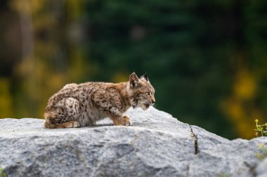 Ağaç gövdesi ile yeşil orman Lynx. Doğadan yaban hayatı sahne. Bayağı vaşak, hayvan davranış habitat içinde oynamaya. Almanya'dan vahşi kedi. Ağaçların arasında vahşi Bobcat
