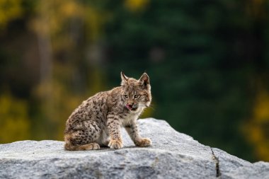 Ağaç gövdesi ile yeşil orman Lynx. Doğadan yaban hayatı sahne. Bayağı vaşak, hayvan davranış habitat içinde oynamaya. Almanya'dan vahşi kedi. Ağaçların arasında vahşi Bobcat