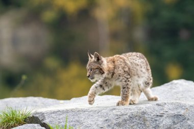 Ağaç gövdesi ile yeşil orman Lynx. Doğadan yaban hayatı sahne. Bayağı vaşak, hayvan davranış habitat içinde oynamaya. Almanya'dan vahşi kedi. Ağaçların arasında vahşi Bobcat