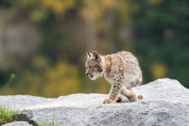 Ağaç gövdesi ile yeşil orman Lynx. Doğadan yaban hayatı sahne. Bayağı vaşak, hayvan davranış habitat içinde oynamaya. Almanya'dan vahşi kedi. Ağaçların arasında vahşi Bobcat