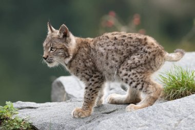 Ağaç gövdesi ile yeşil orman Lynx. Doğadan yaban hayatı sahne. Bayağı vaşak, hayvan davranış habitat içinde oynamaya. Almanya'dan vahşi kedi. Ağaçların arasında vahşi Bobcat