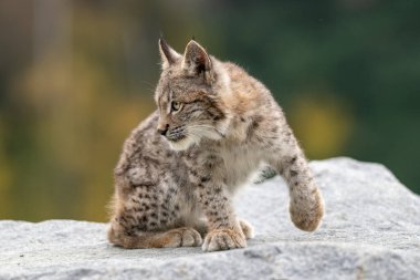 Ağaç gövdesi ile yeşil orman Lynx. Doğadan yaban hayatı sahne. Bayağı vaşak, hayvan davranış habitat içinde oynamaya. Almanya'dan vahşi kedi. Ağaçların arasında vahşi Bobcat