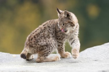 Ağaç gövdesi ile yeşil orman Lynx. Doğadan yaban hayatı sahne. Bayağı vaşak, hayvan davranış habitat içinde oynamaya. Almanya'dan vahşi kedi. Ağaçların arasında vahşi Bobcat