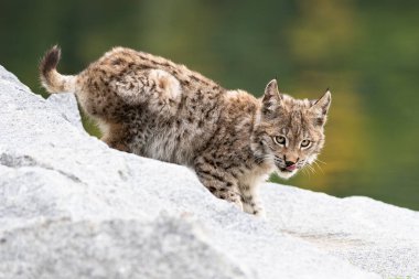 Ağaç gövdesi ile yeşil orman Lynx. Doğadan yaban hayatı sahne. Bayağı vaşak, hayvan davranış habitat içinde oynamaya. Almanya'dan vahşi kedi. Ağaçların arasında vahşi Bobcat