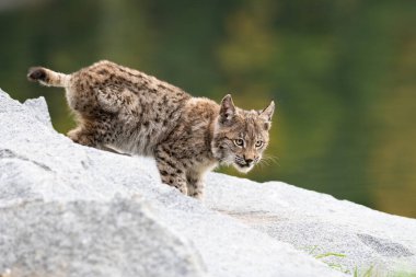 Ağaç gövdesi ile yeşil orman Lynx. Doğadan yaban hayatı sahne. Bayağı vaşak, hayvan davranış habitat içinde oynamaya. Almanya'dan vahşi kedi. Ağaçların arasında vahşi Bobcat