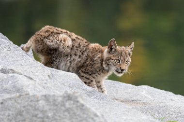 Ağaç gövdesi ile yeşil orman Lynx. Doğadan yaban hayatı sahne. Bayağı vaşak, hayvan davranış habitat içinde oynamaya. Almanya'dan vahşi kedi. Ağaçların arasında vahşi Bobcat