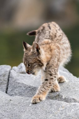 Ağaç gövdesi ile yeşil orman Lynx. Doğadan yaban hayatı sahne. Bayağı vaşak, hayvan davranış habitat içinde oynamaya. Almanya'dan vahşi kedi. Ağaçların arasında vahşi Bobcat