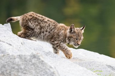 Ağaç gövdesi ile yeşil orman Lynx. Doğadan yaban hayatı sahne. Bayağı vaşak, hayvan davranış habitat içinde oynamaya. Almanya'dan vahşi kedi. Ağaçların arasında vahşi Bobcat