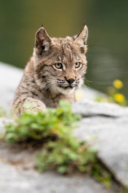Ağaç gövdesi ile yeşil orman Lynx. Doğadan yaban hayatı sahne. Bayağı vaşak, hayvan davranış habitat içinde oynamaya. Almanya'dan vahşi kedi. Ağaçların arasında vahşi Bobcat