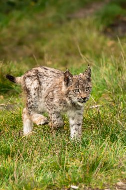 Ağaç gövdesi ile yeşil orman Lynx. Doğadan yaban hayatı sahne. Bayağı vaşak, hayvan davranış habitat içinde oynamaya. Almanya'dan vahşi kedi. Ağaçların arasında vahşi Bobcat