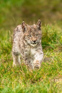 Ağaç gövdesi ile yeşil orman Lynx. Doğadan yaban hayatı sahne. Bayağı vaşak, hayvan davranış habitat içinde oynamaya. Almanya'dan vahşi kedi. Ağaçların arasında vahşi Bobcat