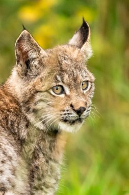 Ağaç gövdesi ile yeşil orman Lynx. Doğadan yaban hayatı sahne. Bayağı vaşak, hayvan davranış habitat içinde oynamaya. Almanya'dan vahşi kedi. Ağaçların arasında vahşi Bobcat