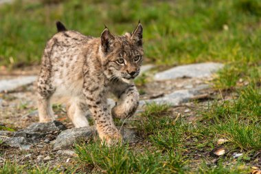Ağaç gövdesi ile yeşil orman Lynx. Doğadan yaban hayatı sahne. Bayağı vaşak, hayvan davranış habitat içinde oynamaya. Almanya'dan vahşi kedi. Ağaçların arasında vahşi Bobcat