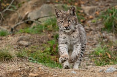Ağaç gövdesi ile yeşil orman Lynx. Doğadan yaban hayatı sahne. Bayağı vaşak, hayvan davranış habitat içinde oynamaya. Almanya'dan vahşi kedi. Ağaçların arasında vahşi Bobcat