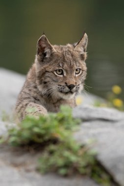 Ağaç gövdesi ile yeşil orman Lynx. Doğadan yaban hayatı sahne. Bayağı vaşak, hayvan davranış habitat içinde oynamaya. Almanya'dan vahşi kedi. Ağaçların arasında vahşi Bobcat