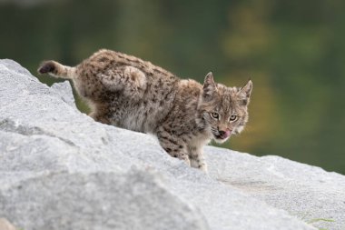 Ağaç gövdesi ile yeşil orman Lynx. Doğadan yaban hayatı sahne. Bayağı vaşak, hayvan davranış habitat içinde oynamaya. Almanya'dan vahşi kedi. Ağaçların arasında vahşi Bobcat