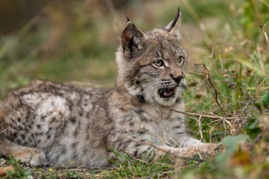 Ağaç gövdesi ile yeşil orman Lynx. Doğadan yaban hayatı sahne. Bayağı vaşak, hayvan davranış habitat içinde oynamaya. Almanya'dan vahşi kedi. Ağaçların arasında vahşi Bobcat