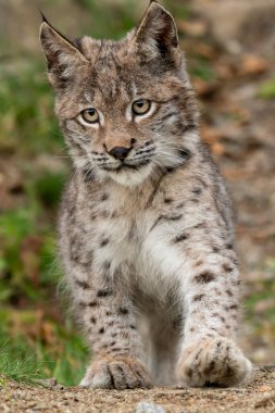 Ağaç gövdesi ile yeşil orman Lynx. Doğadan yaban hayatı sahne. Bayağı vaşak, hayvan davranış habitat içinde oynamaya. Almanya'dan vahşi kedi. Ağaçların arasında vahşi Bobcat