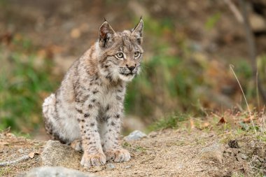 Ağaç gövdesi ile yeşil orman Lynx. Doğadan yaban hayatı sahne. Bayağı vaşak, hayvan davranış habitat içinde oynamaya. Almanya'dan vahşi kedi. Ağaçların arasında vahşi Bobcat