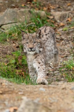 Ağaç gövdesi ile yeşil orman Lynx. Doğadan yaban hayatı sahne. Bayağı vaşak, hayvan davranış habitat içinde oynamaya. Almanya'dan vahşi kedi. Ağaçların arasında vahşi Bobcat