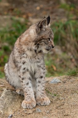 Ağaç gövdesi ile yeşil orman Lynx. Doğadan yaban hayatı sahne. Bayağı vaşak, hayvan davranış habitat içinde oynamaya. Almanya'dan vahşi kedi. Ağaçların arasında vahşi Bobcat