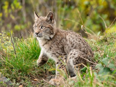 Ağaç gövdesi ile yeşil orman Lynx. Doğadan yaban hayatı sahne. Bayağı vaşak, hayvan davranış habitat içinde oynamaya. Almanya'dan vahşi kedi. Ağaçların arasında vahşi Bobcat
