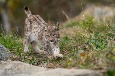 Ağaç gövdesi ile yeşil orman Lynx. Doğadan yaban hayatı sahne. Bayağı vaşak, hayvan davranış habitat içinde oynamaya. Almanya'dan vahşi kedi. Ağaçların arasında vahşi Bobcat