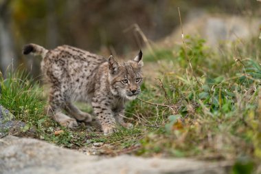 Ağaç gövdesi ile yeşil orman Lynx. Doğadan yaban hayatı sahne. Bayağı vaşak, hayvan davranış habitat içinde oynamaya. Almanya'dan vahşi kedi. Ağaçların arasında vahşi Bobcat