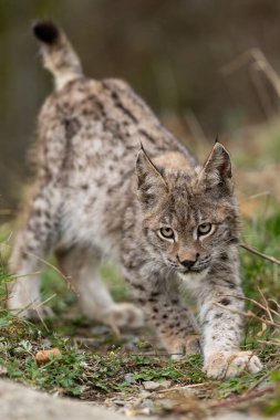 Ağaç gövdesi ile yeşil orman Lynx. Doğadan yaban hayatı sahne. Bayağı vaşak, hayvan davranış habitat içinde oynamaya. Almanya'dan vahşi kedi. Ağaçların arasında vahşi Bobcat
