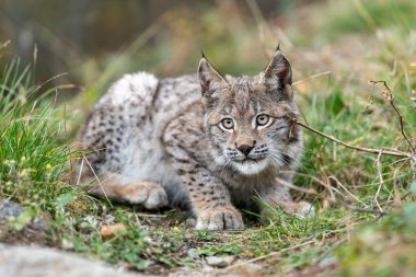 Ağaç gövdesi ile yeşil orman Lynx. Doğadan yaban hayatı sahne. Bayağı vaşak, hayvan davranış habitat içinde oynamaya. Almanya'dan vahşi kedi. Ağaçların arasında vahşi Bobcat