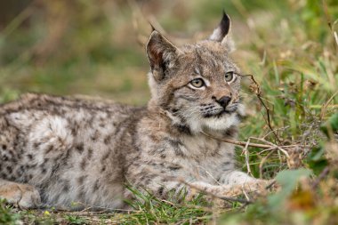 Ağaç gövdesi ile yeşil orman Lynx. Doğadan yaban hayatı sahne. Bayağı vaşak, hayvan davranış habitat içinde oynamaya. Almanya'dan vahşi kedi. Ağaçların arasında vahşi Bobcat
