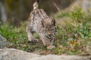 Ağaç gövdesi ile yeşil orman Lynx. Doğadan yaban hayatı sahne. Bayağı vaşak, hayvan davranış habitat içinde oynamaya. Almanya'dan vahşi kedi. Ağaçların arasında vahşi Bobcat