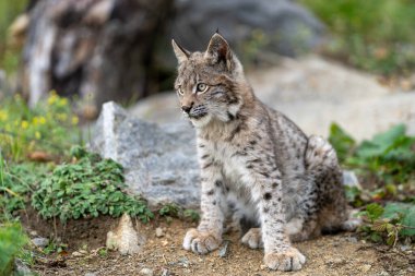 Ağaç gövdesi ile yeşil orman Lynx. Doğadan yaban hayatı sahne. Bayağı vaşak, hayvan davranış habitat içinde oynamaya. Almanya'dan vahşi kedi. Ağaçların arasında vahşi Bobcat
