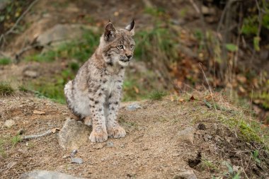 Ağaç gövdesi ile yeşil orman Lynx. Doğadan yaban hayatı sahne. Bayağı vaşak, hayvan davranış habitat içinde oynamaya. Almanya'dan vahşi kedi. Ağaçların arasında vahşi Bobcat