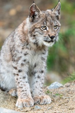 Ağaç gövdesi ile yeşil orman Lynx. Doğadan yaban hayatı sahne. Bayağı vaşak, hayvan davranış habitat içinde oynamaya. Almanya'dan vahşi kedi. Ağaçların arasında vahşi Bobcat