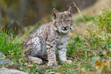 Ağaç gövdesi ile yeşil orman Lynx. Doğadan yaban hayatı sahne. Bayağı vaşak, hayvan davranış habitat içinde oynamaya. Almanya'dan vahşi kedi. Ağaçların arasında vahşi Bobcat