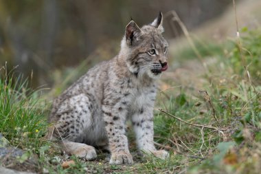 Ağaç gövdesi ile yeşil orman Lynx. Doğadan yaban hayatı sahne. Bayağı vaşak, hayvan davranış habitat içinde oynamaya. Almanya'dan vahşi kedi. Ağaçların arasında vahşi Bobcat