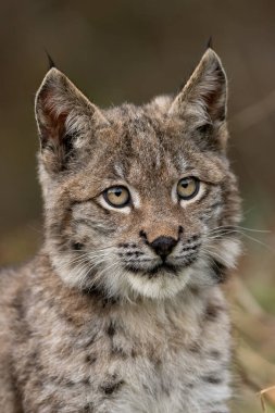 Ağaç gövdesi ile yeşil orman Lynx. Doğadan yaban hayatı sahne. Bayağı vaşak, hayvan davranış habitat içinde oynamaya. Almanya'dan vahşi kedi. Ağaçların arasında vahşi Bobcat