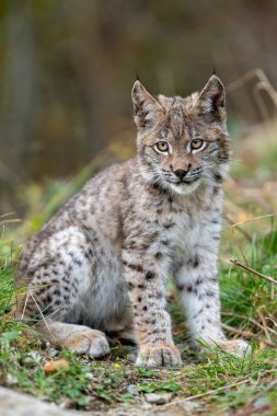 Ağaç gövdesi ile yeşil orman Lynx. Doğadan yaban hayatı sahne. Bayağı vaşak, hayvan davranış habitat içinde oynamaya. Almanya'dan vahşi kedi. Ağaçların arasında vahşi Bobcat
