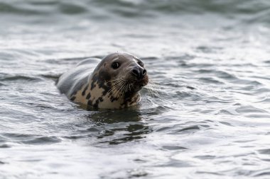 Foca vitulina - Liman Mührü - Almanya 'daki Dune adasında ve denizde. Vahşi foto..