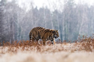 Sibirya Kaplanı kaçıyor. Bu görkemli hayvanın güzel, dinamik ve güçlü fotoğrafı. Bu inanılmaz hayvan için tipik bir ortam. Ağaçlar ve çayırlar