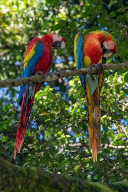Ara arakanga costa rica 'nın portresi