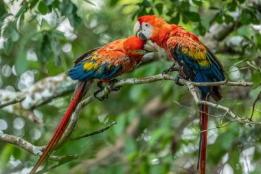 Ara arakanga costa rica 'nın portresi