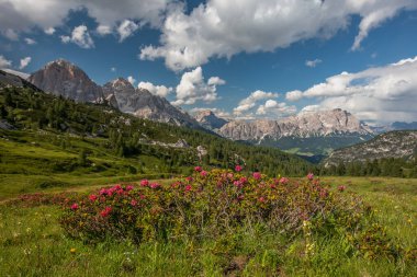 Trentino 'daki Dolomiti Dağı' ndaki manzara ormanı.