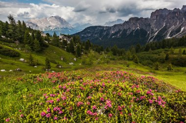 Trentino 'daki Dolomiti Dağı' ndaki manzara ormanı.
