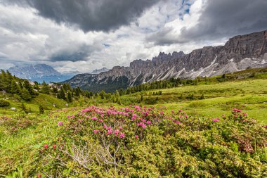 Trentino 'daki Dolomiti Dağı' ndaki manzara ormanı.