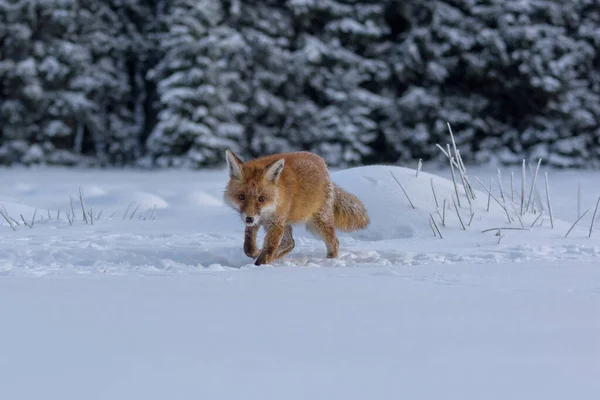 Red Fox Vulpes Vulpes Bushy Tail Hunting Snow Winter Algonquin — Stock Fotó