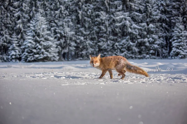 Red Fox Vulpes Vulpes Bushy Tail Hunting Snow Winter Algonquin — Stock Fotó